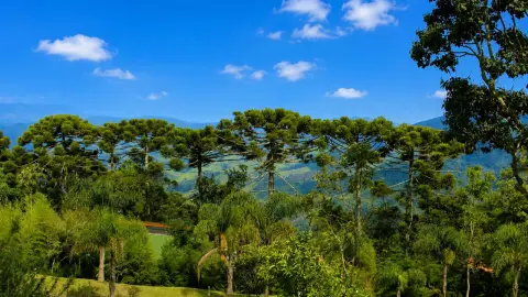 Sitio com Vista Panorâmica à Venda em São Bento